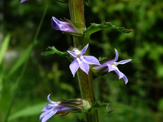 {Lobelia puberula}